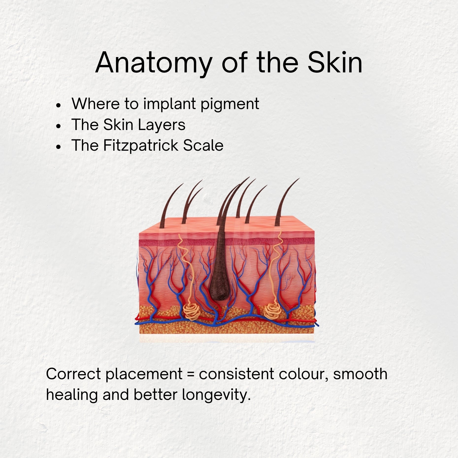 Brows Unlocked: Colour Theory, Skin Anatomy & Pigment Analysis